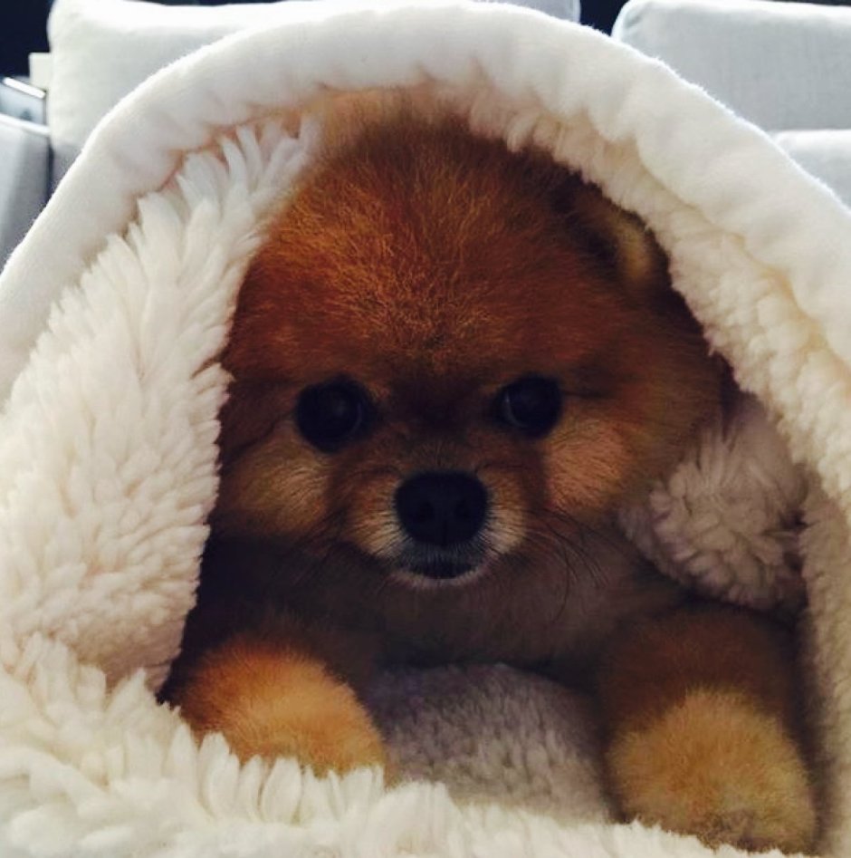 Трое померанский шпиц jiffpom