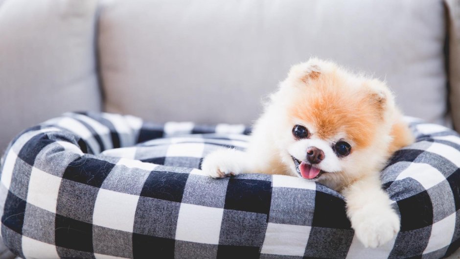 Самые милые собачки