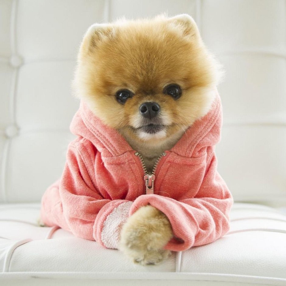 Померанский шпиц jiffpom