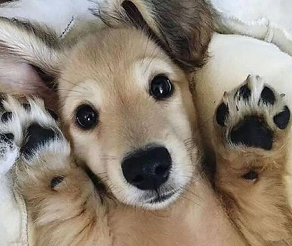 Щенки милые няшные