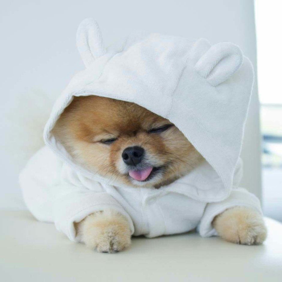 Милая собачка в костюмчике