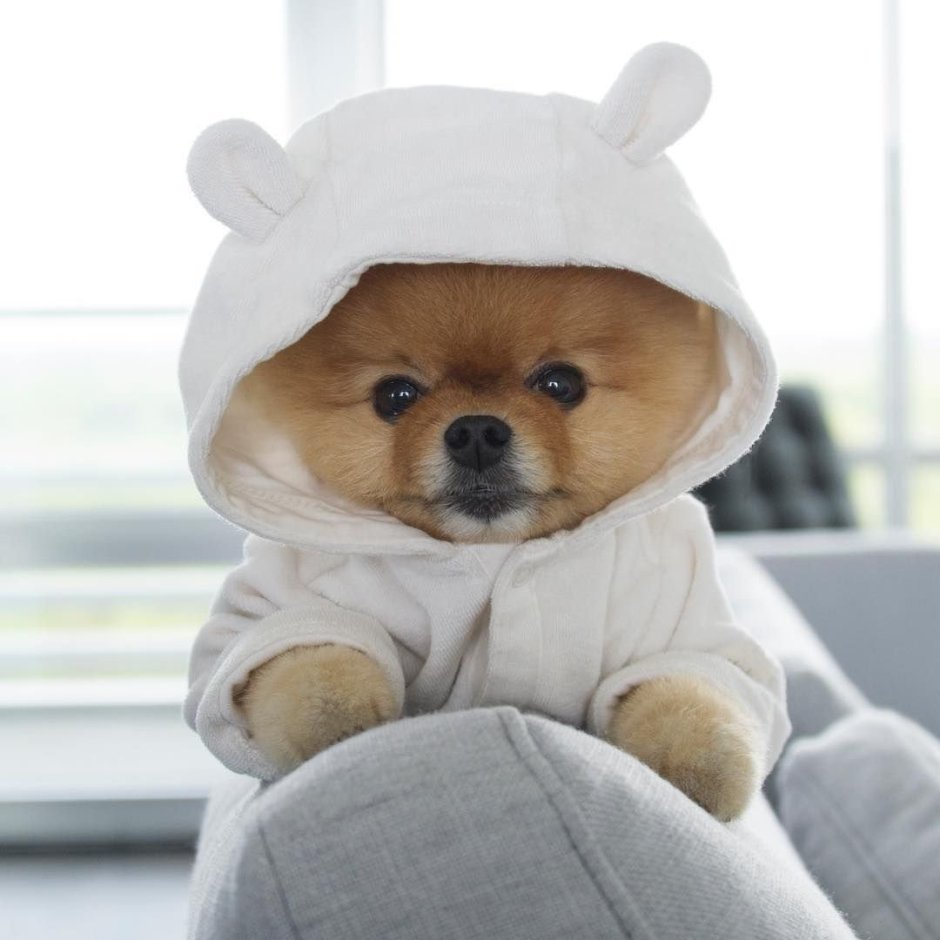 Померанский шпиц jiffpom белый
