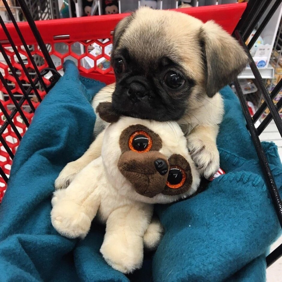 Милые мопсы