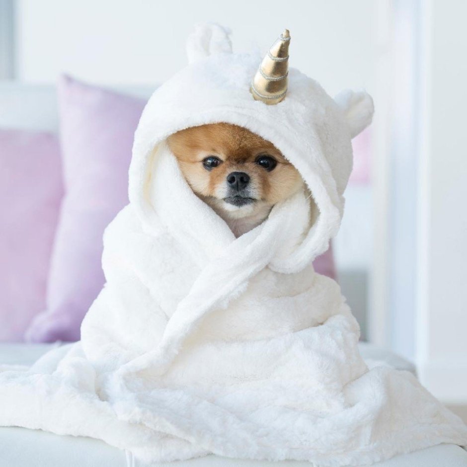 Померанский шпиц jiffpom