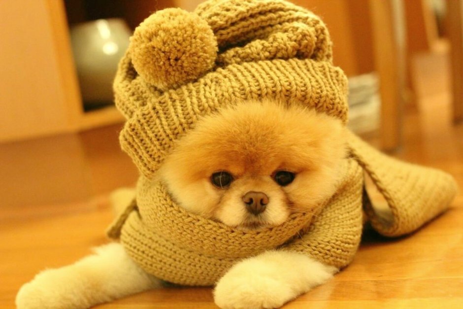 Собака в шапке и шарфе