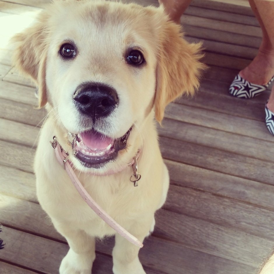 Порода милые и большой собаки