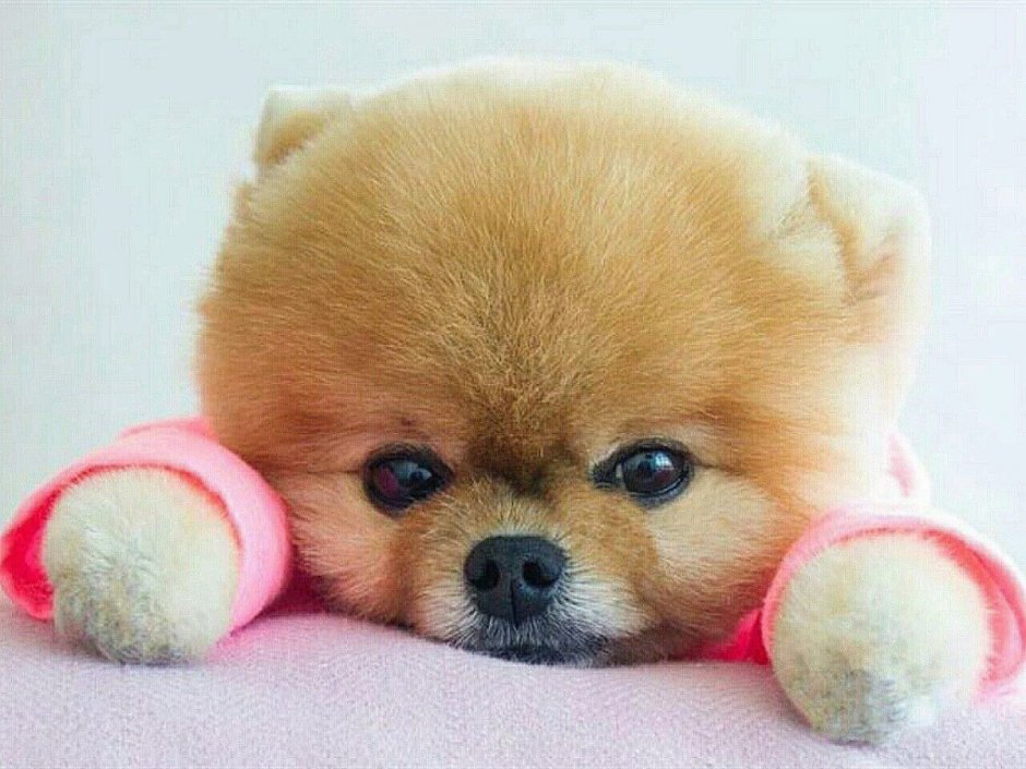 Шпиц jiffpom