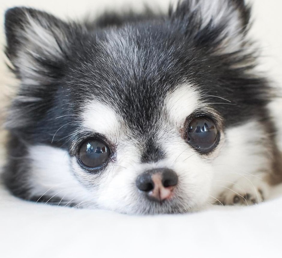 Самые милые собаки