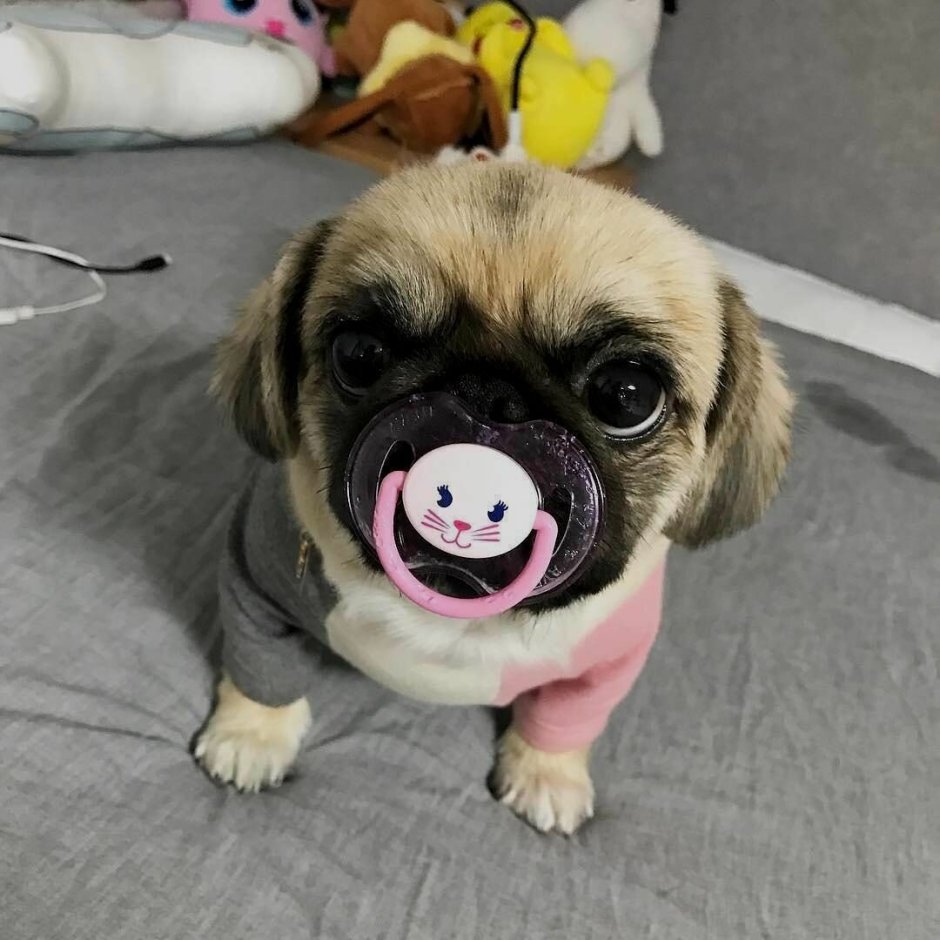 Собачка мопсик маленький