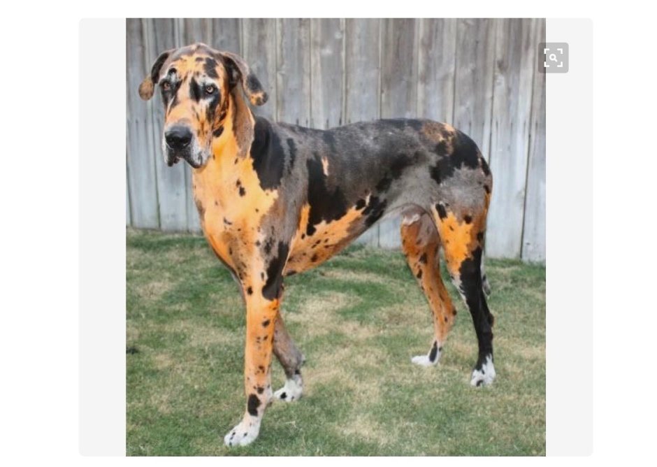 Orange Merle great Dane