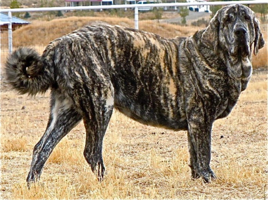 Осетинский мастиф