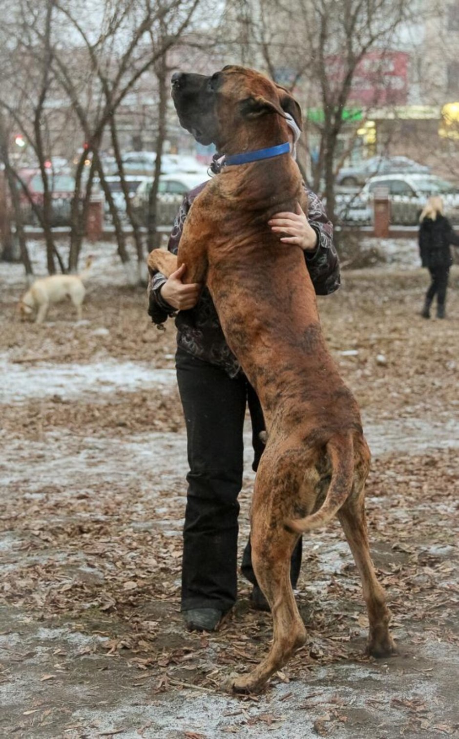 Королевский дог тигровый окрас