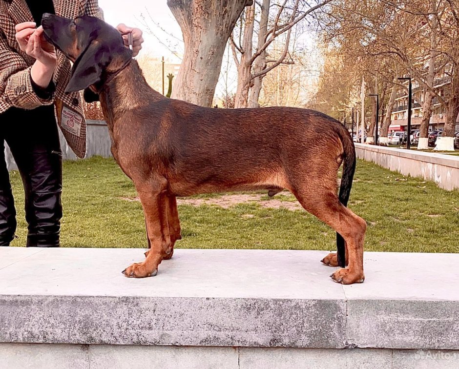 Montenegrin Mountain Hound