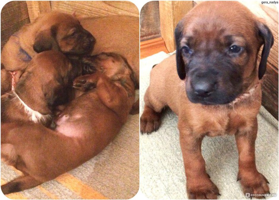 Bavarian Mountain Hound