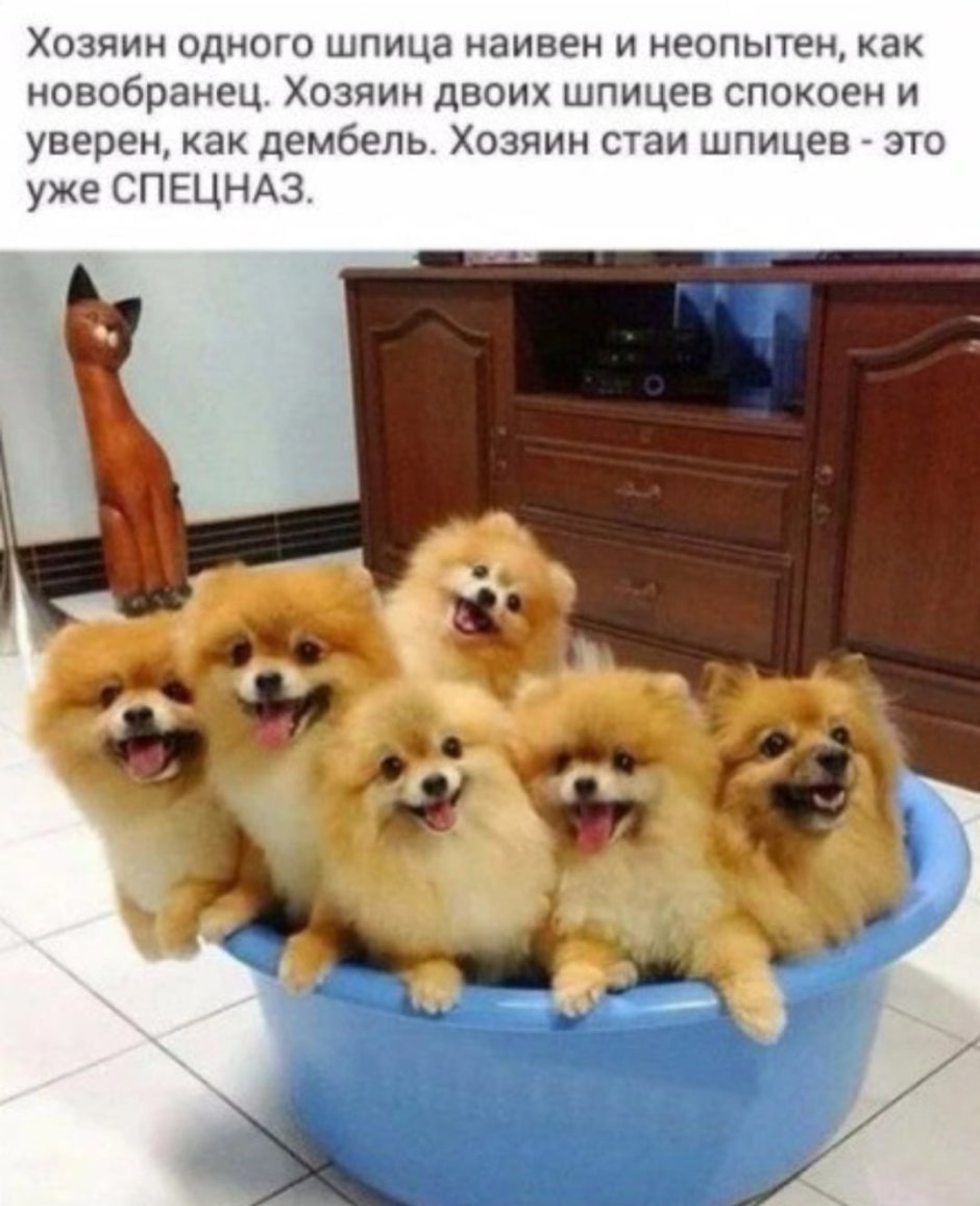 Шпиц померанский щенки куча