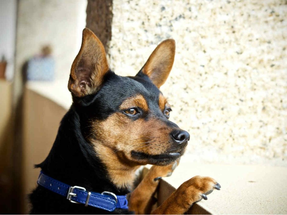 Dog Black and Brown