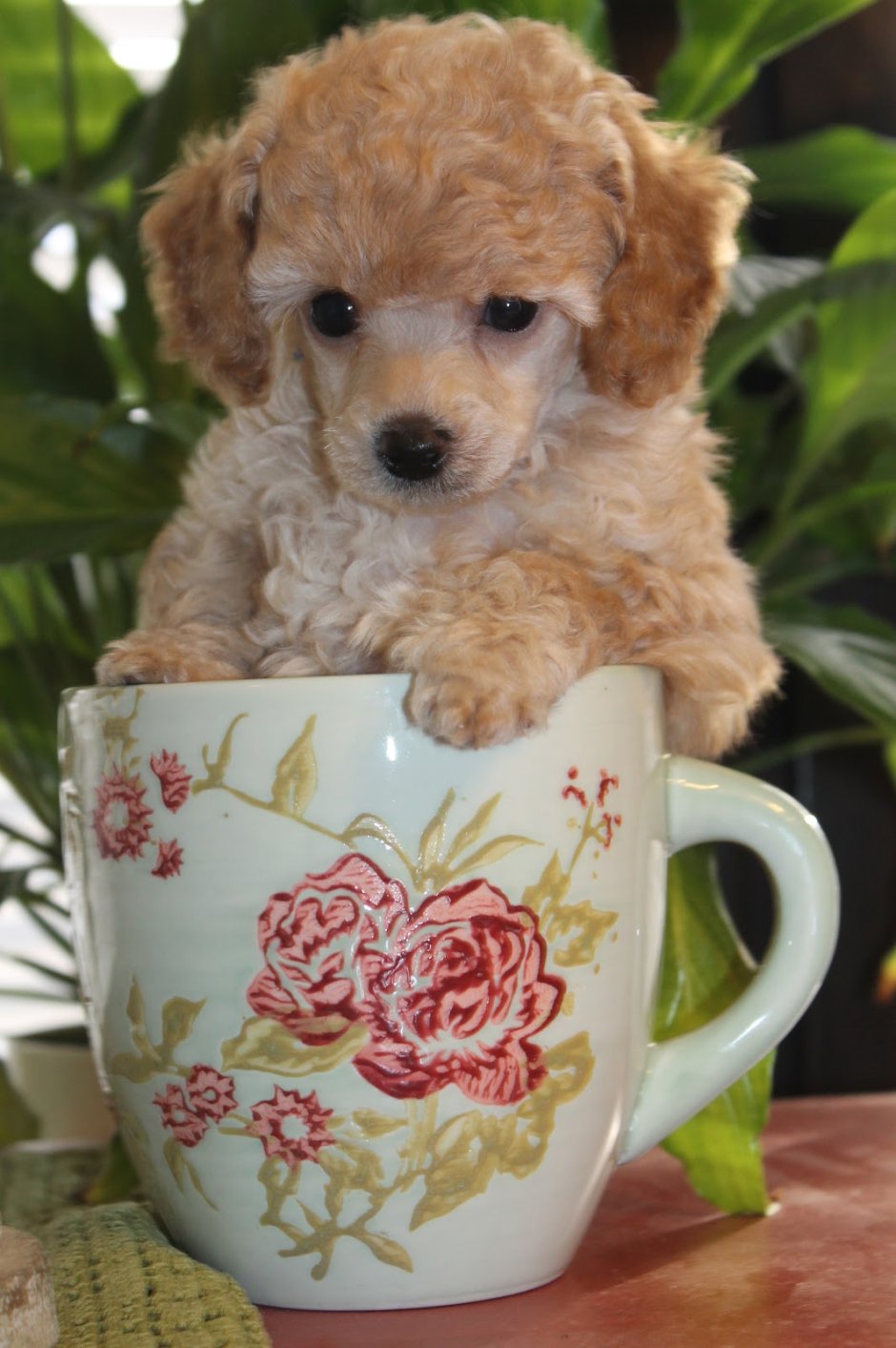 Пудель Тикап( Teacup)