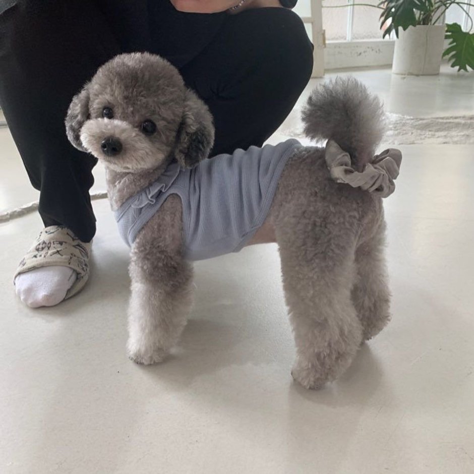 Silver Toy Poodle Puppy