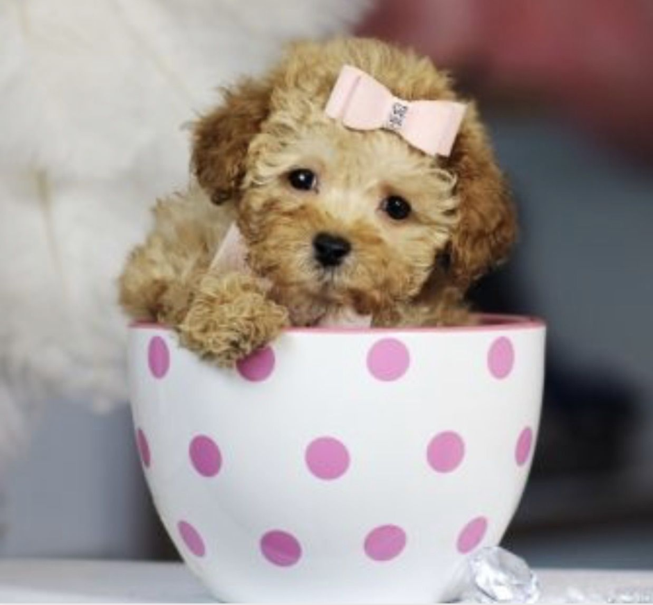 Teacup Poodle порода