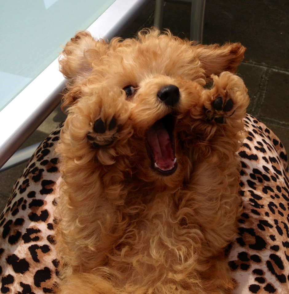James Apricot Teacup Poodle