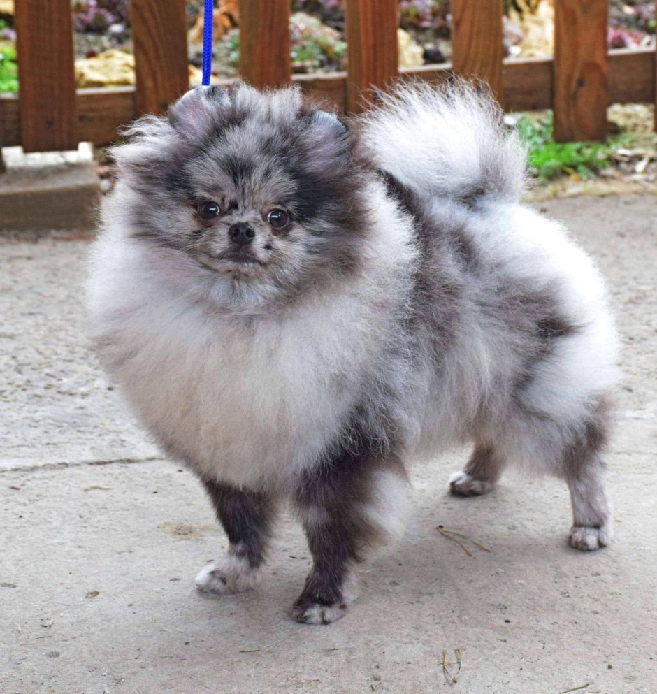 Шпиц Блю Мерле
