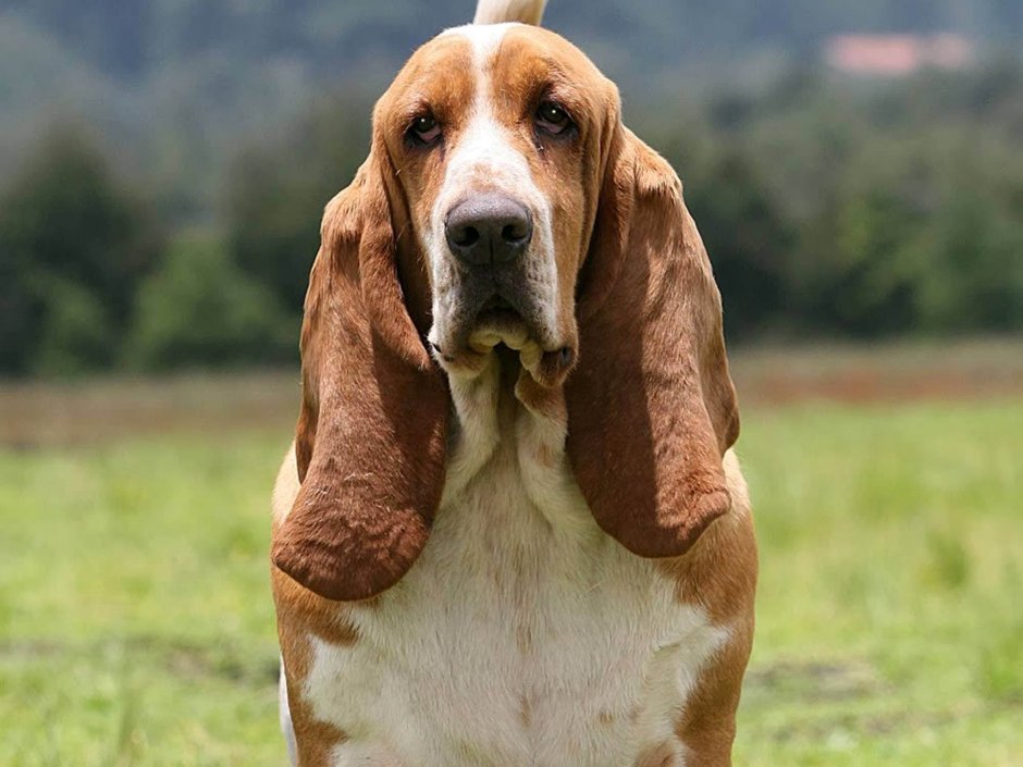 Бассет-хаунд гигант