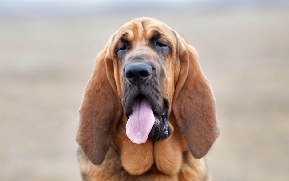 Бладхаунд и Бассет хаунд