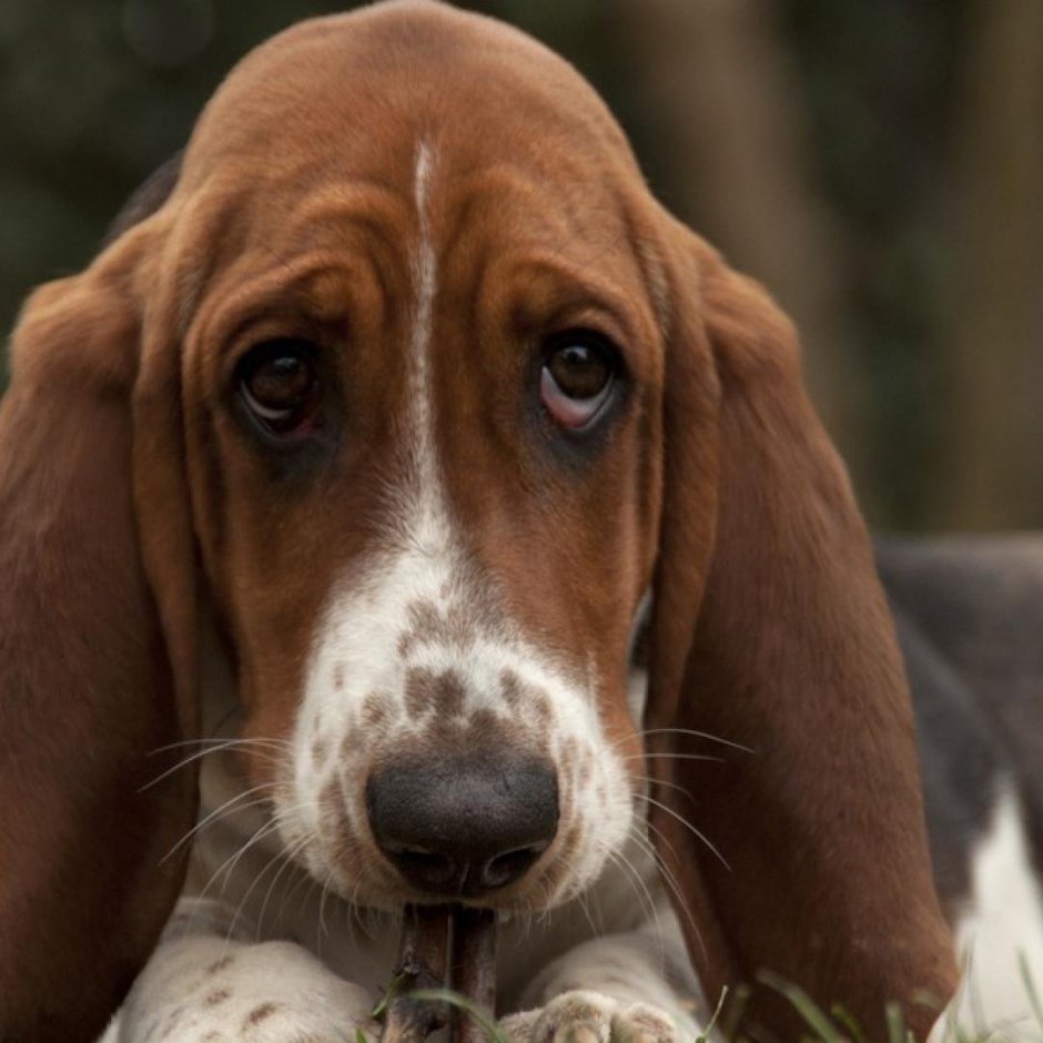 Порода собак Бассет хаунд