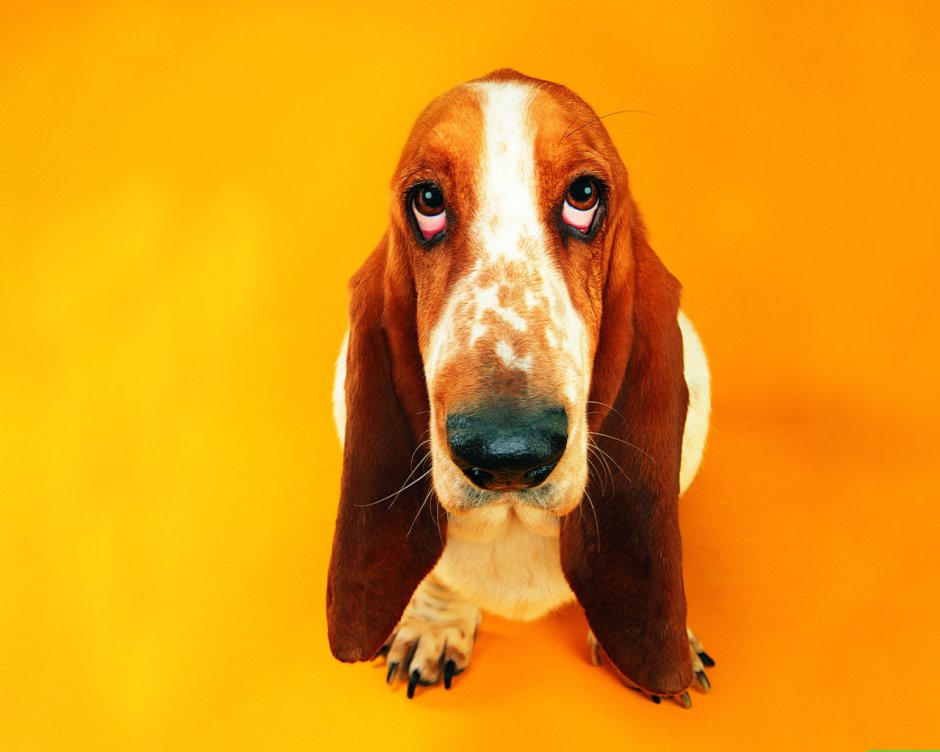 Друпи порода