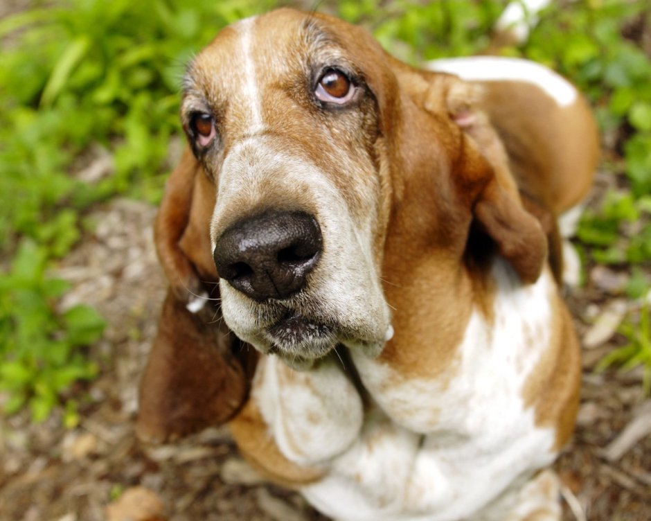 1. Бассет-хаунд -