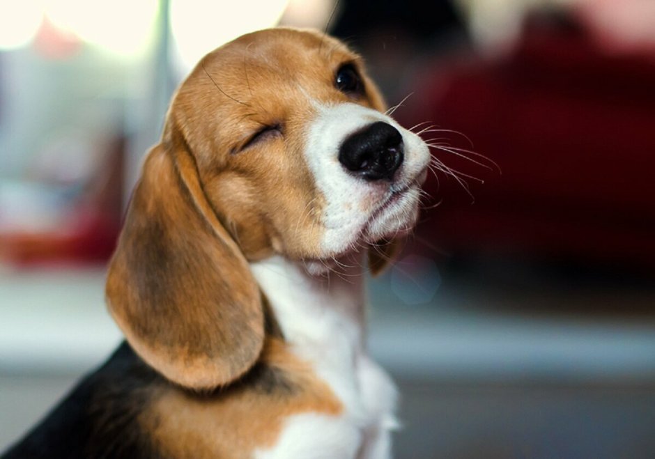 Порода Бигль