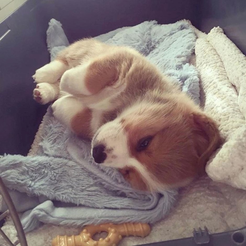 Corgi sleeping in Bag