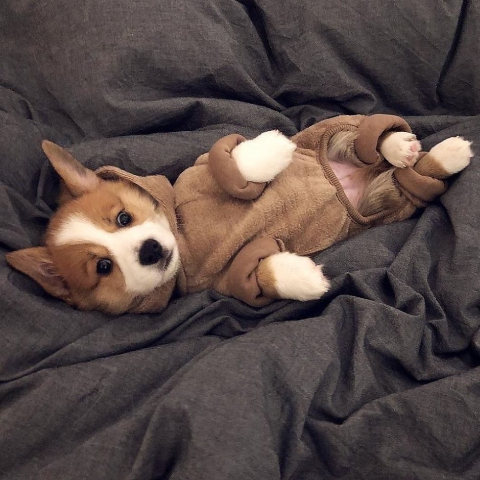 Милые корги