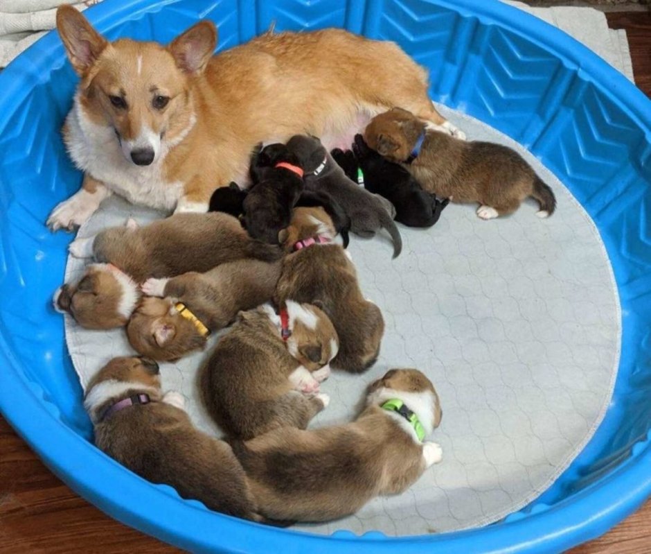 Щенки вельш корги с мамой