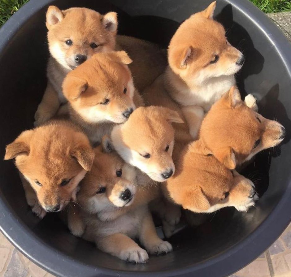Вельш корги младенец