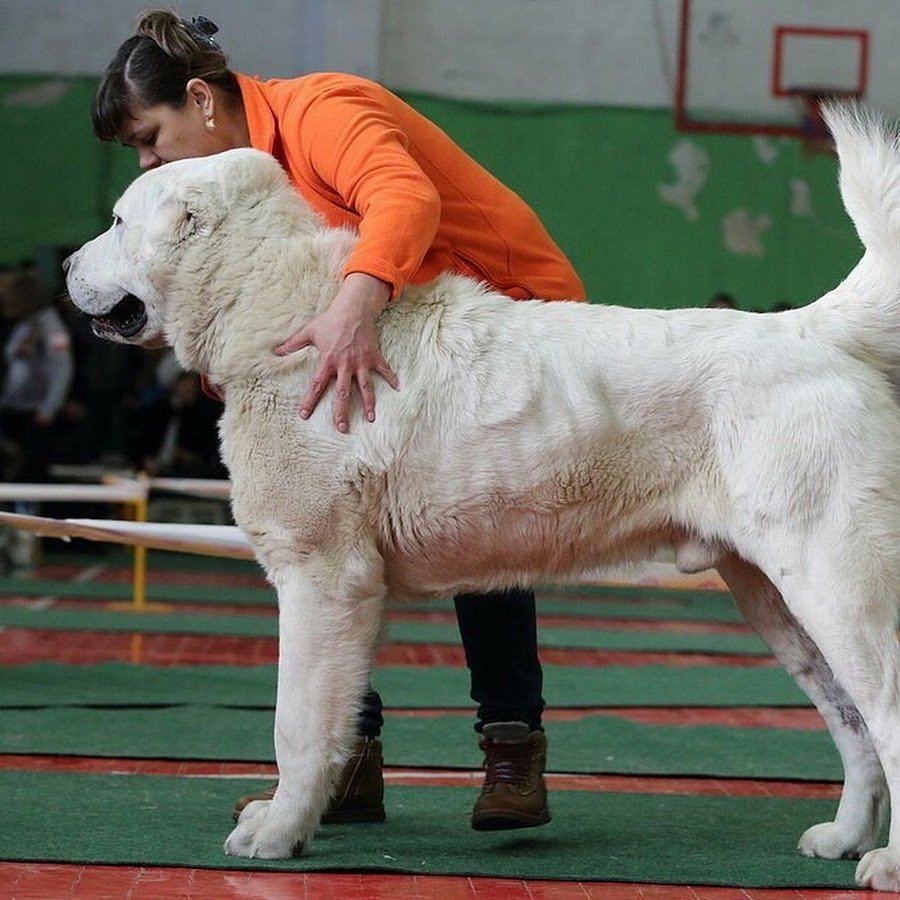 САО алабай гигант