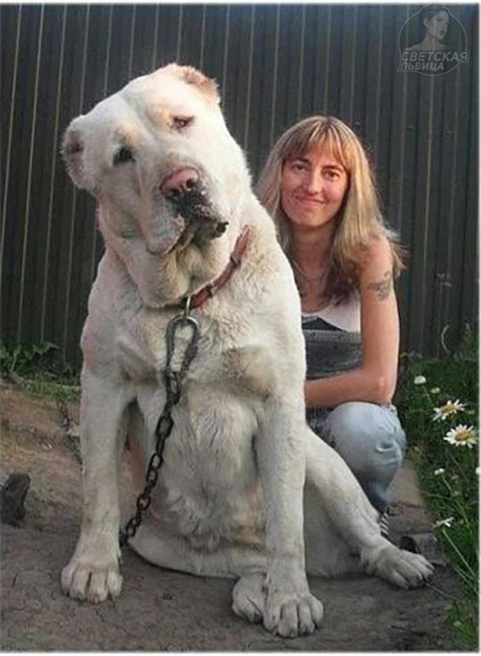 Алабай собака рост