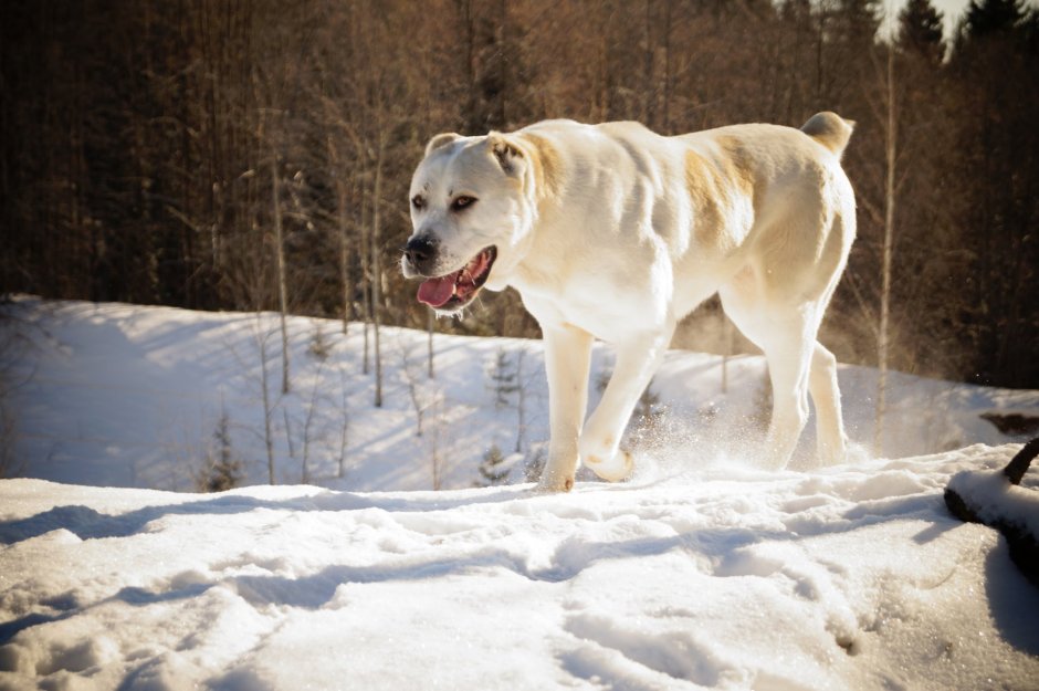 Волкодав Среднеазиатская овчарка алабай