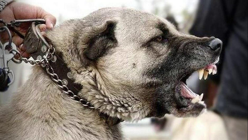 Кангал и алабай