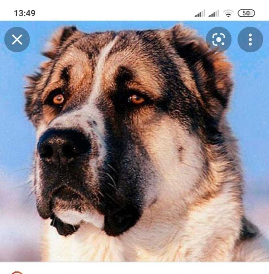 Среднеазиатская овчарка