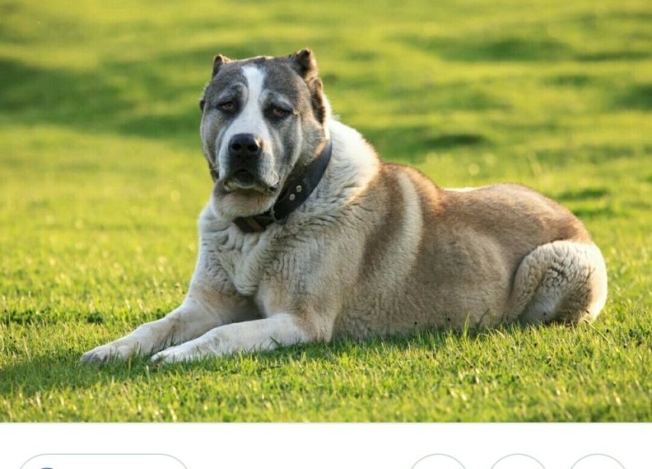 Среднеазиатская овчарка