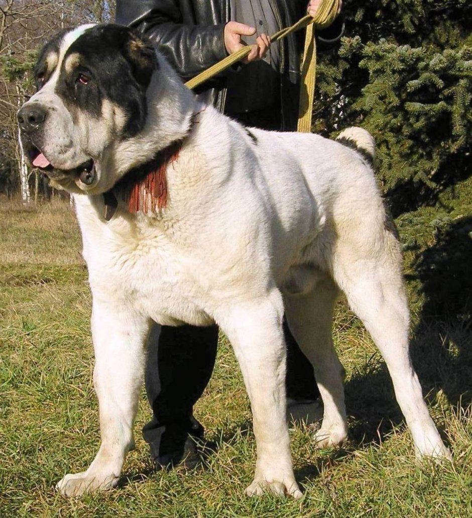 Азиатская овчарка туркменский волкодав