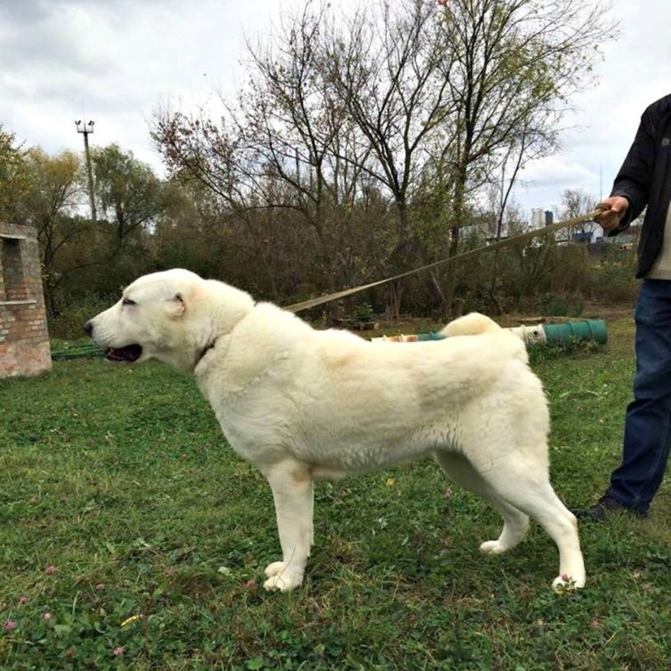 Алабай турецкий волкодав