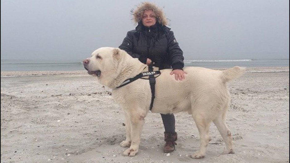 Среднеазиатская овчарка бульдозер