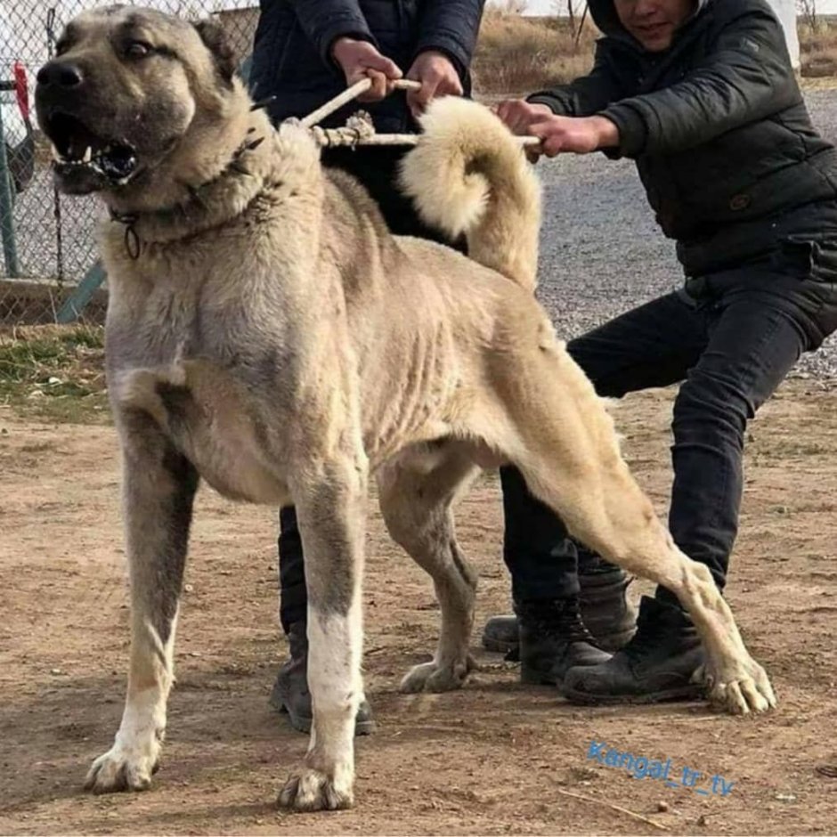 Турецкий волкодав кангал