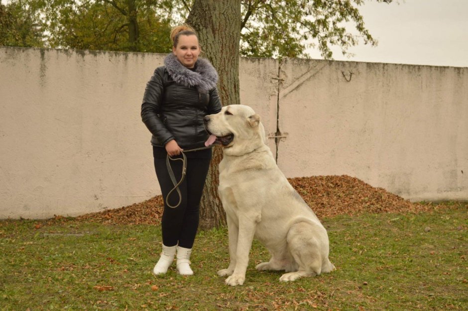 Волкодав алабай