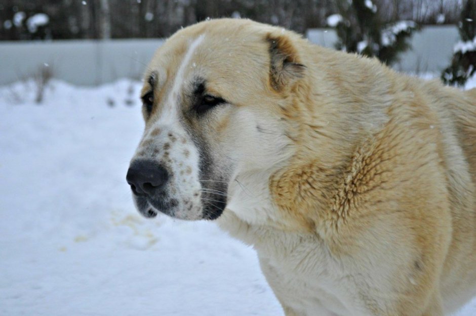 Среднеазиатская овчарка Акита