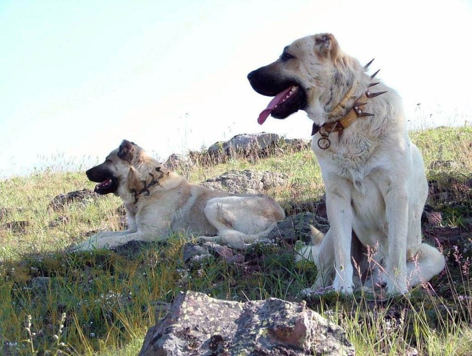 Турецкий волкодав кангал