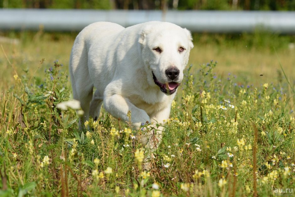 Среднеазиатская овчарка белая