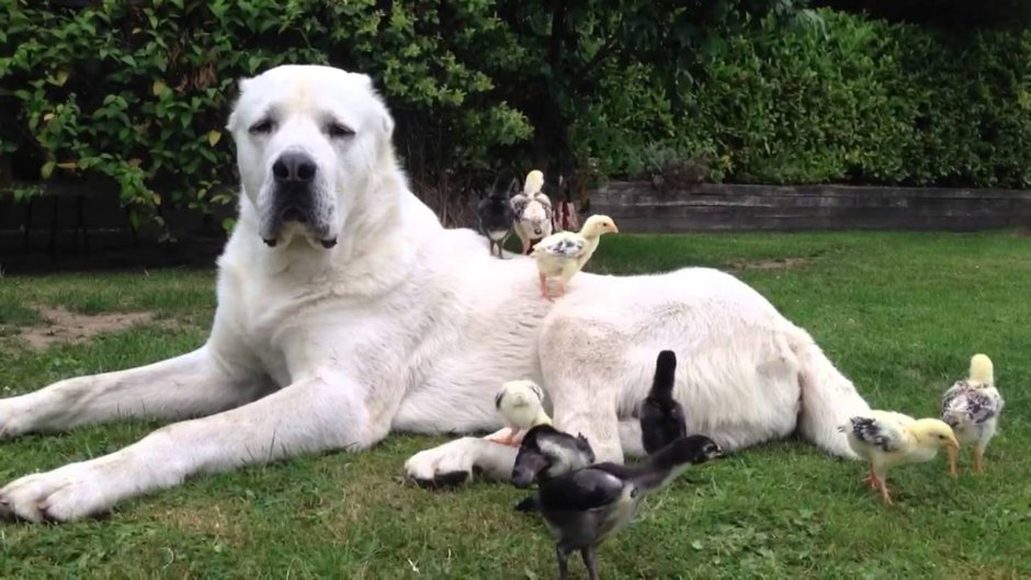 Собака алабай большой